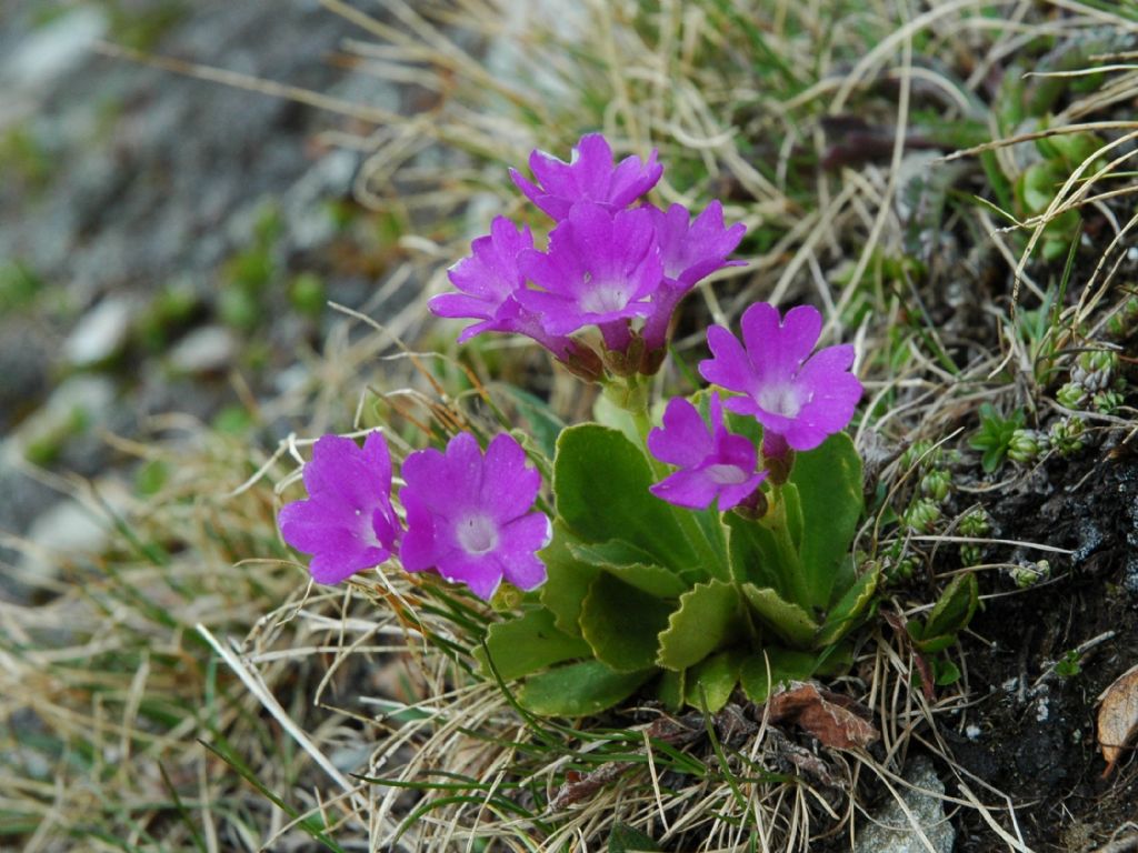 Primula 